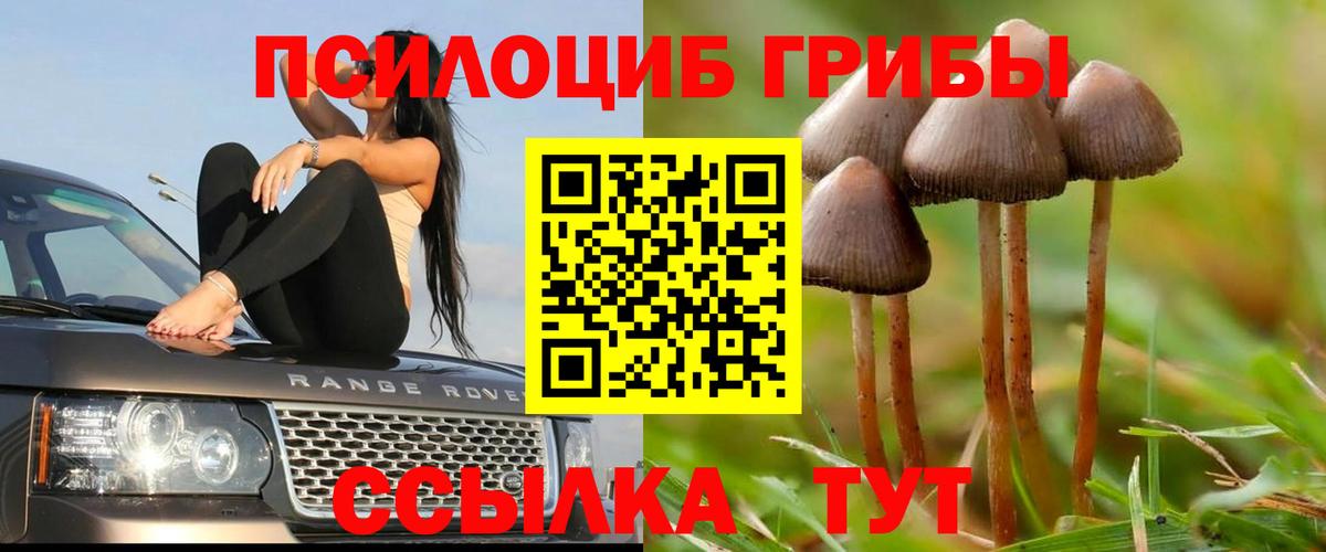 Псилоцибиновые грибы Cubensis  Вход с VPN  Всеволожск 